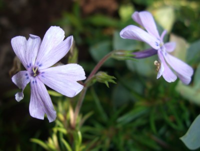 polsterphlox.JPG