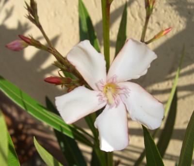 Oleander.JPG