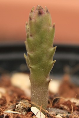 Stapelia am 22.06.2013.jpg