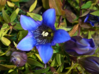 herbstenzian (2).JPG