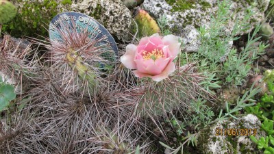 Garten 2013_2848.jpg