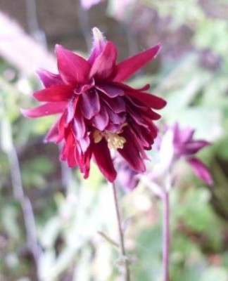 DSCI0488.JPG