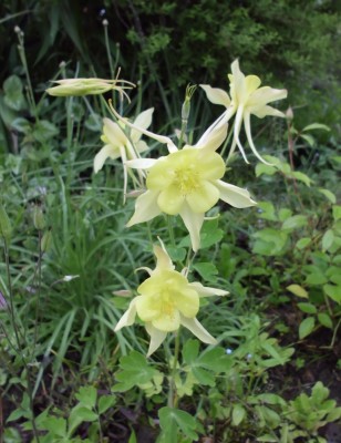 DSCI0497.JPG