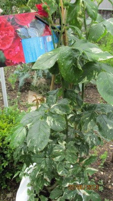 Garten 2013_2852.jpg