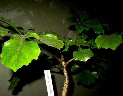 sukkis-039.jpg
