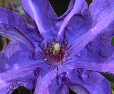 clematis.JPG