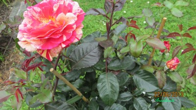 Rose Broceliande.jpg