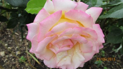 Garten 2013_2845.jpg