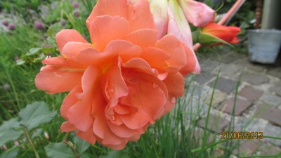 Garten 2013_2847.jpg