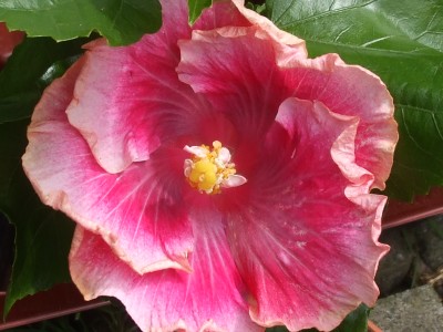 DSCF1264.JPG