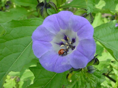 Käfer und blume.jpg