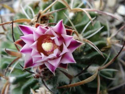 K640_16.06.13 Echinofossulocactus lamellosus.JPG