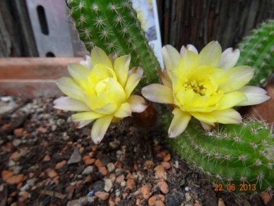 Chamaecereus hybr. -Gelb-.JPG