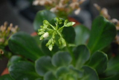Lewisia 062yy.jpg