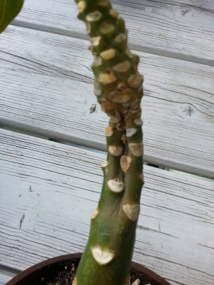 20130623_172714.jpg