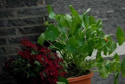 Balkon2013 141yy.jpg