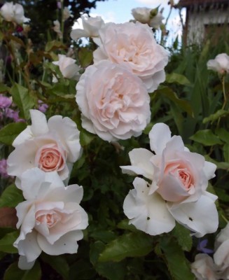 DSCI0522 (523x640).jpg