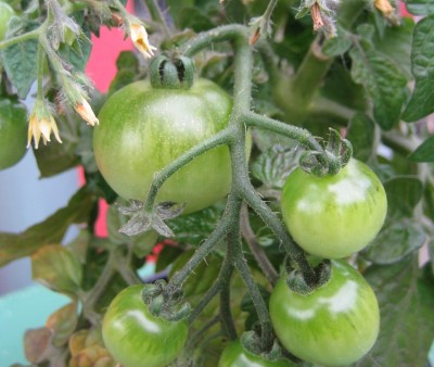 gelbe Tomaten.jpg