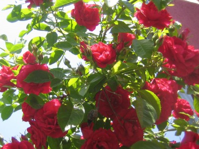 Garten 2013 008.jpg