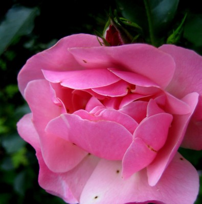 Garten-2013-034.jpg