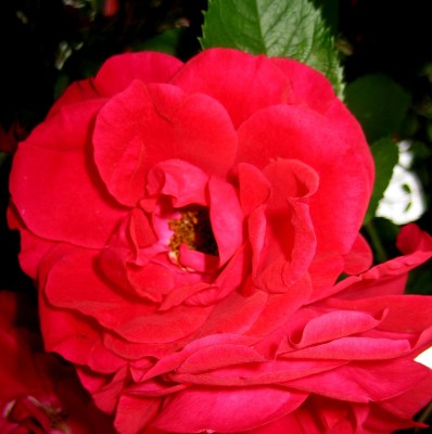Garten-2013-025.jpg