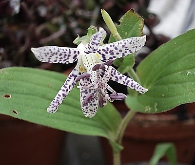 Tricyrtis hirta 'Miyazaki' - Krötenlilie_1_14.09.2007.jpg