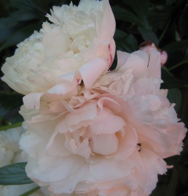 Garten 2013 013.jpg