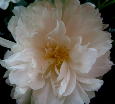 Garten-2013-031.jpg