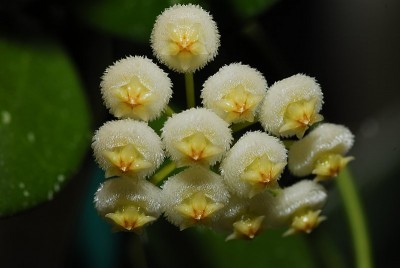 dsc_0027_H_lacunosa.jpg