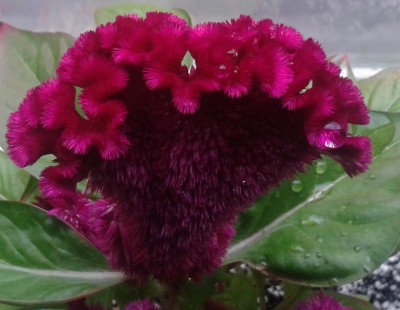 Celosia3 23.06.13.jpg