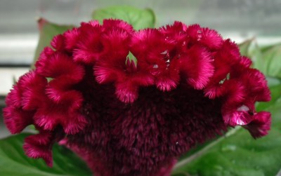 Celosia 23.06.13.jpg