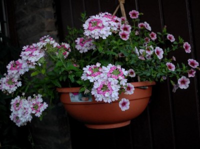 Balkon2013 144yy.jpg