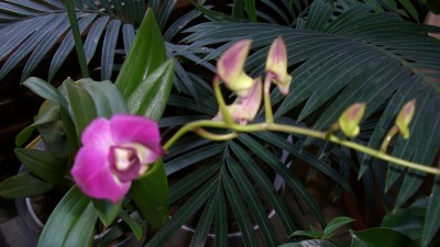 Dendrobien7.JPG