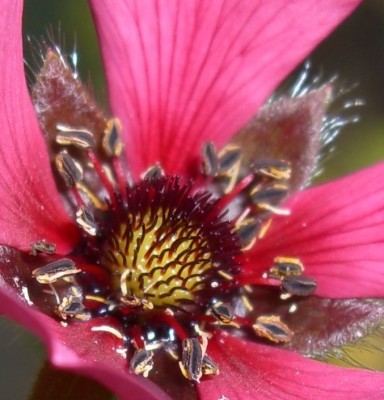 Fingerkraut rot (Potentilla nitida) (2).JPG