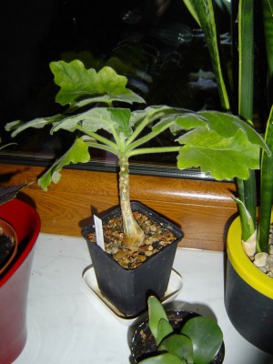 Uncarina roeoesliana.jpg