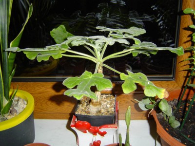 Uncarina decaryi spring.jpg