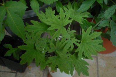 Pellis2013 157yy.jpg
