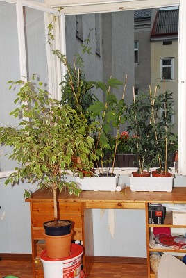 dsc_0037_Katzenzimmer.jpg