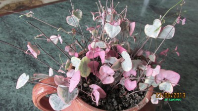 Leuchterblume, variegata.jpg