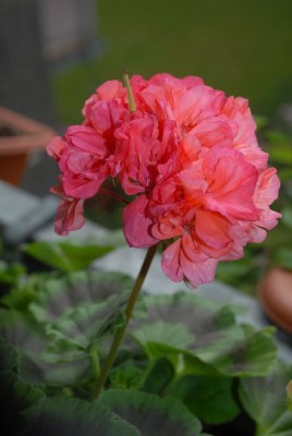 Pellis2013 163yy.jpg