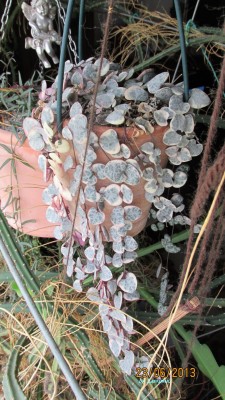 Leuchterblume , variegata.jpg
