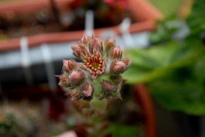 Sempervivum 032yy.jpg