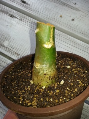 20130624_181820.jpg