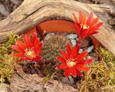Rebutia fulviseta 2009-233 (1).jpg