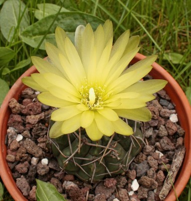 Gymnocalycium 2010-169 (2).jpg