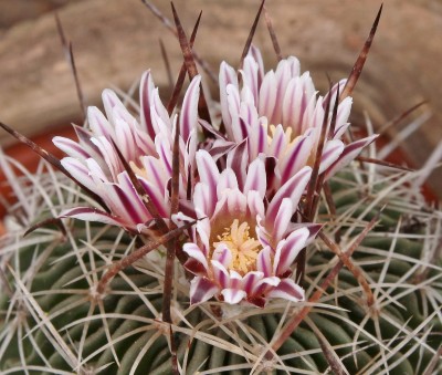 Stenocactus 2011-40 (5).jpg