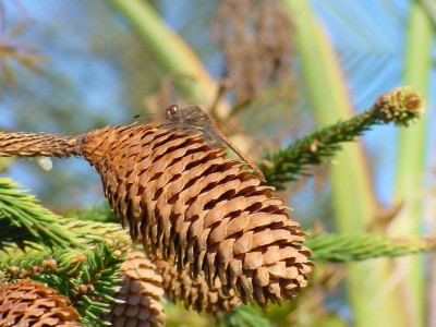 Libelle auf Zapfen.jpg