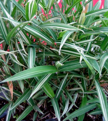 Garten-2013-0420.jpg