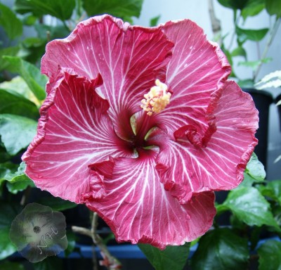 Tahitian_Purple_Splendor_2013_1a.JPG