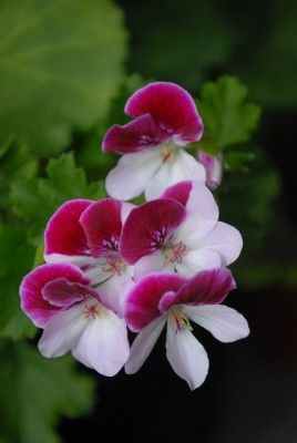 Pellis2013 168yy.jpg